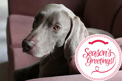 image for 10 Holiday Specials to Watch With Your Pets